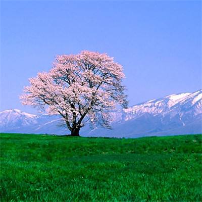 修仙诀手游官方版下载